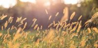 Leggi tutto: Cibo per la vita eterna
