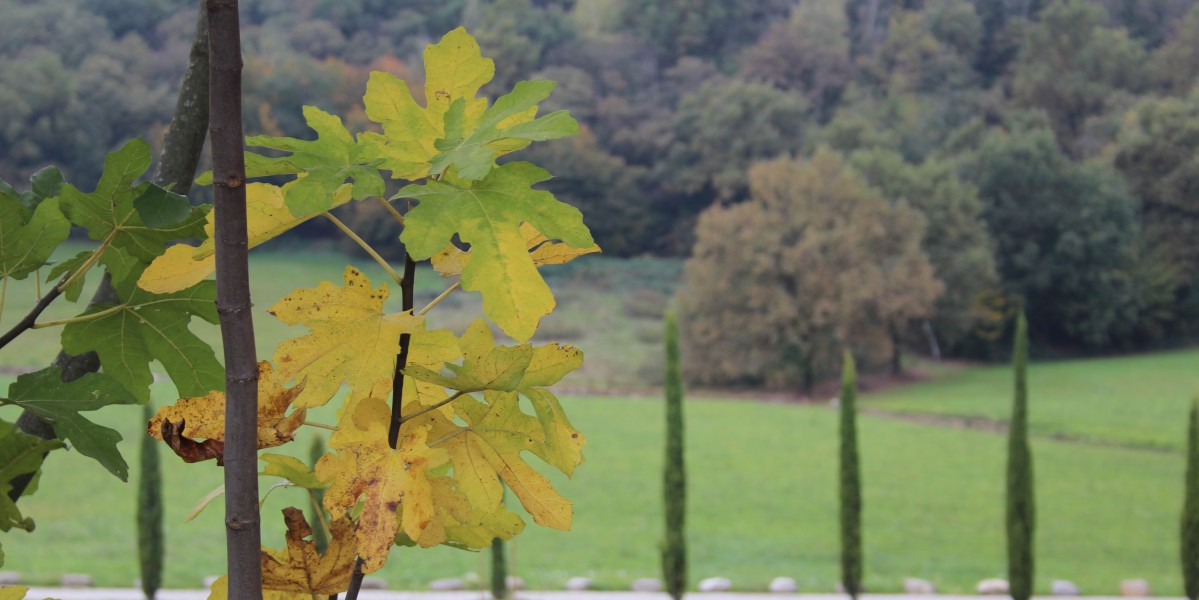 002_25_autunno_2
